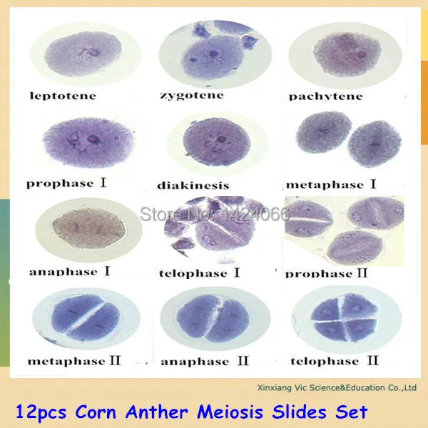 

12pcs Corn Anther Meiosis Slides Set