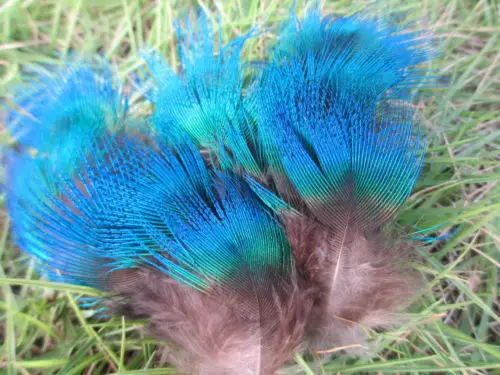 Wholesale perfect 20pcs high quality natural Peacock blue  Feathers 2-4inch/5-10cm Decorative diy