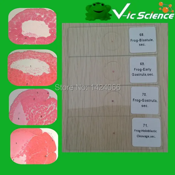 Embryology Prepared Slides Set