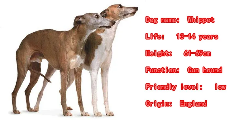 Mdogm Whippet Dog Couple Animal Brooches And Pins  Suit Cute Funny Metal Small Father Collar Badges Gift For Male Men B066