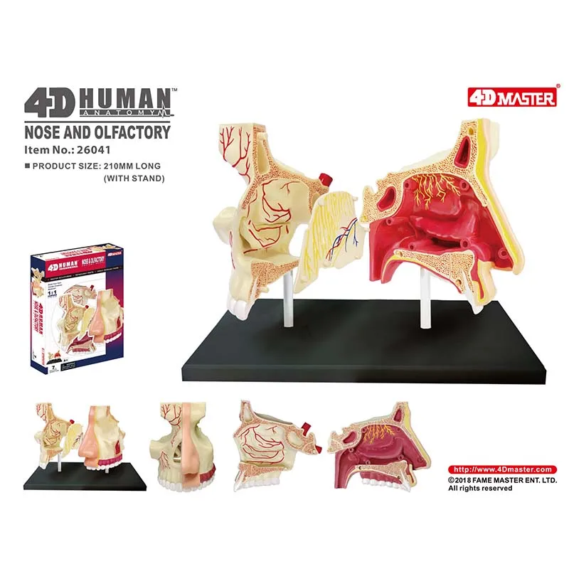 Modelo de anatomía de nariz y olfativa estándar humano 4D, 7 piezas, suministros de enseñanza médica desmontables, franqueo gratis