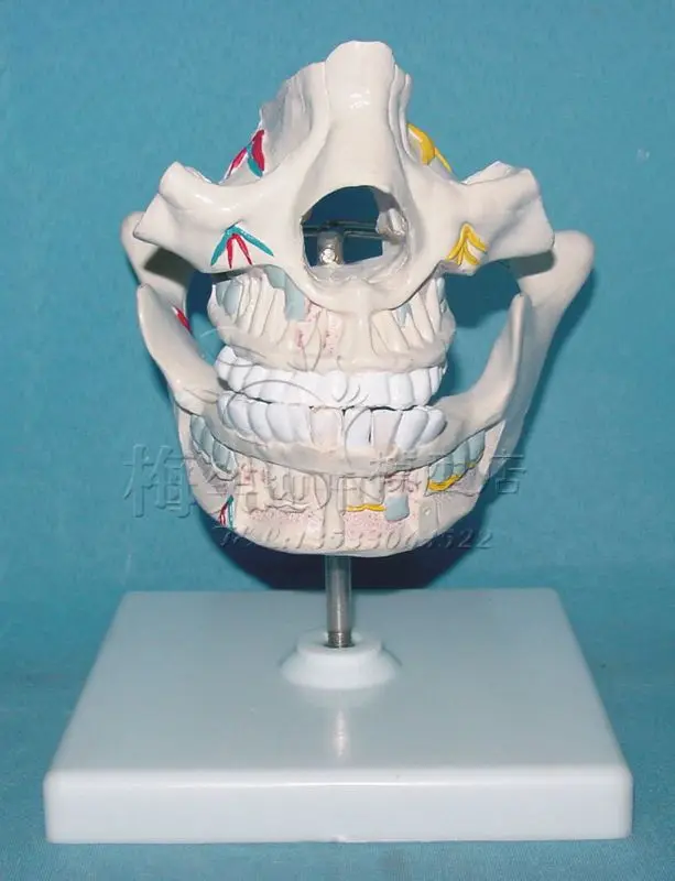 

Стоматологическая модель для взрослых, модель зуба для полости рта, модель для стоматологического обучения DOI: