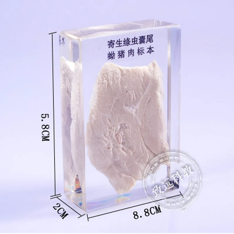 Parasite Specimens In Clear Lucite Block Educational Instrument Middle school biology School teaching aids