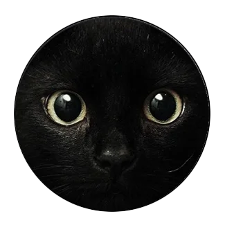 5pcs16mm20mm25mm black cat  for pet lovers Cat  with two ears Handmade Photo Glass Drop Style Cabochons Jewelry Accessories