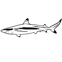 14.9*4.6CM Shark Animal Vinyl Decal Car Styling Window Glass Decorative Stickers Car Accessories C6-0673