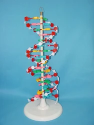 DNA Molecular Structure model Medical human samples free shipping