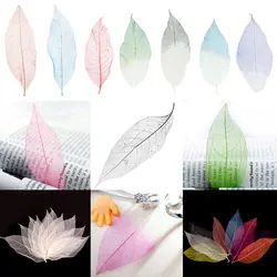 Phenovo 50Pcs/Lot Natural Magnolia Skeleton Leaf Leaves Card Scrapbook Wedding Party Decor