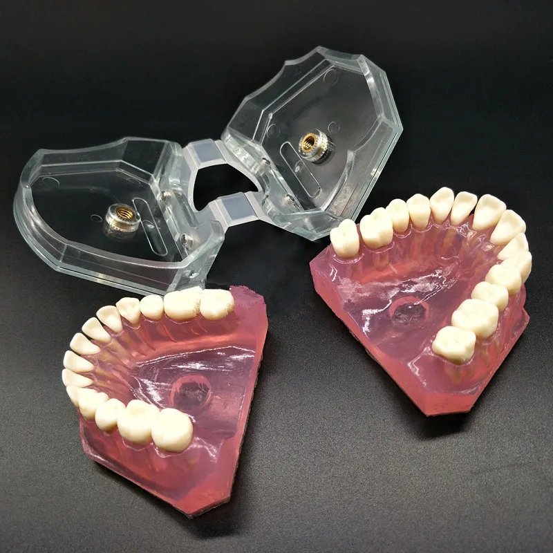 Dental Study Teaching Model Standard Model Removable Teeth Soft Gum ADULT TYPODONT Model