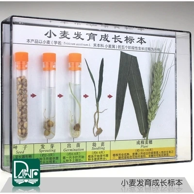 

Growth specimen of wheat Plant growth process science teaching instruments Children's gifts