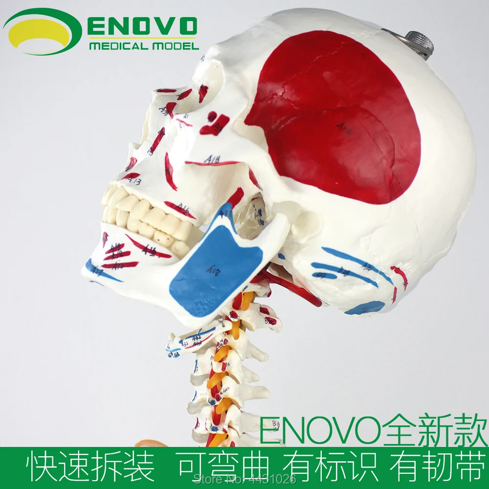 ENOVO 170CM human skeletal muscle model bending medical Yoga body framework spine specimen