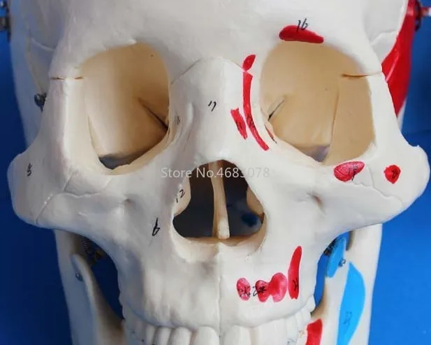 Human Anatomical Anatomy Colored Head Skeleton Skull Teaching Model Detachable School Educational Human Head,Skull Model