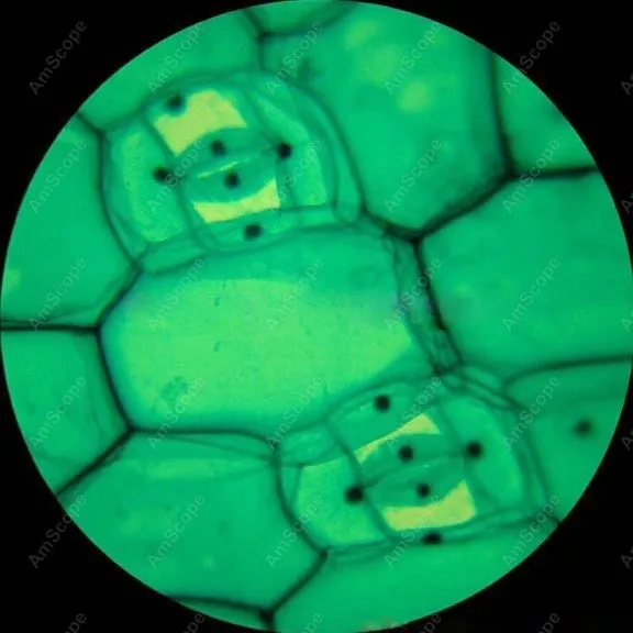 Science Student Microscope--AmScope 40X-1000X LED Coarse & Fine Focus Science Student Microscope + 1.3MP USB Camera M150C-E1