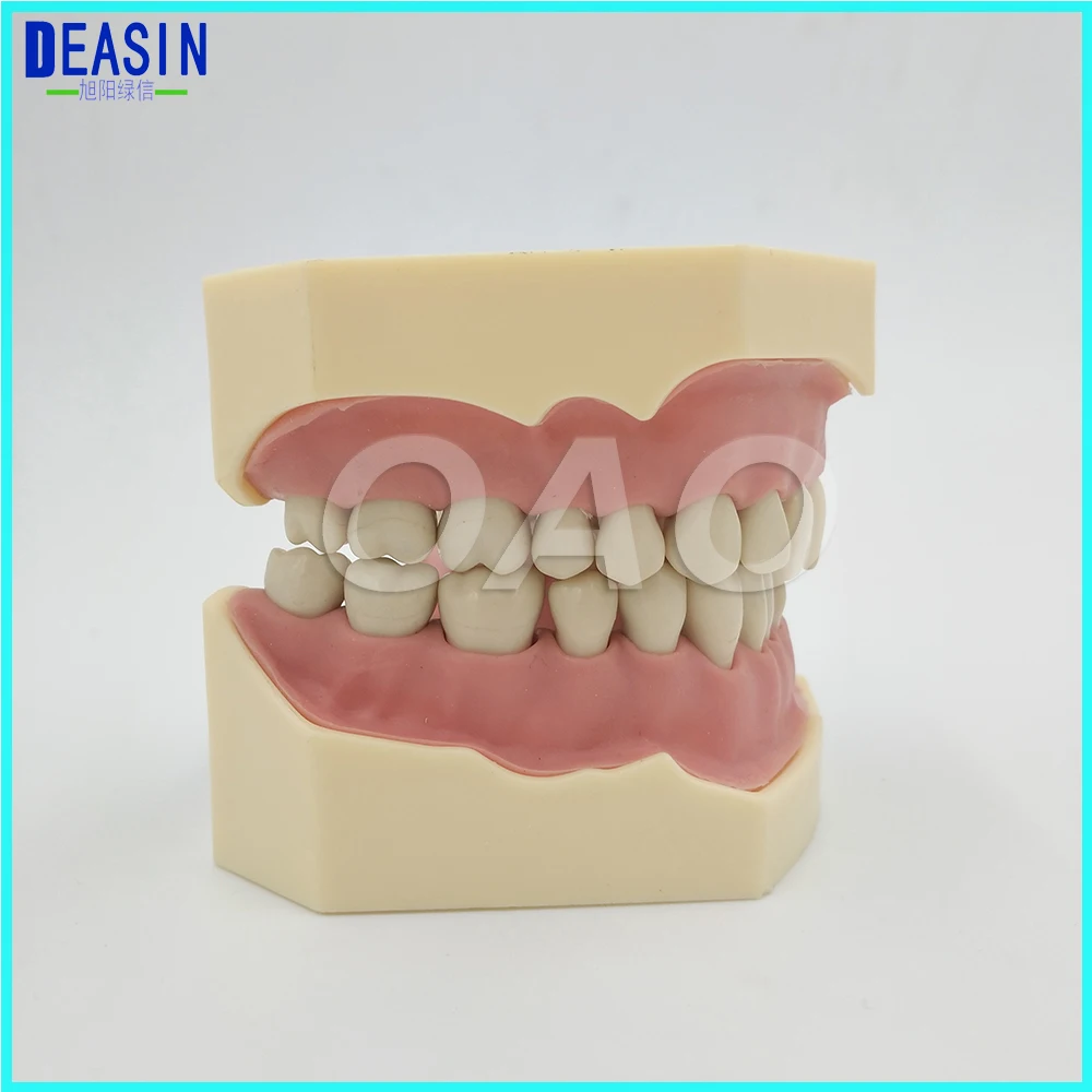 Dental Soft Gum Teeth Model Removable 28pc Teeth NISSIN 200 KAVO head model Compatible