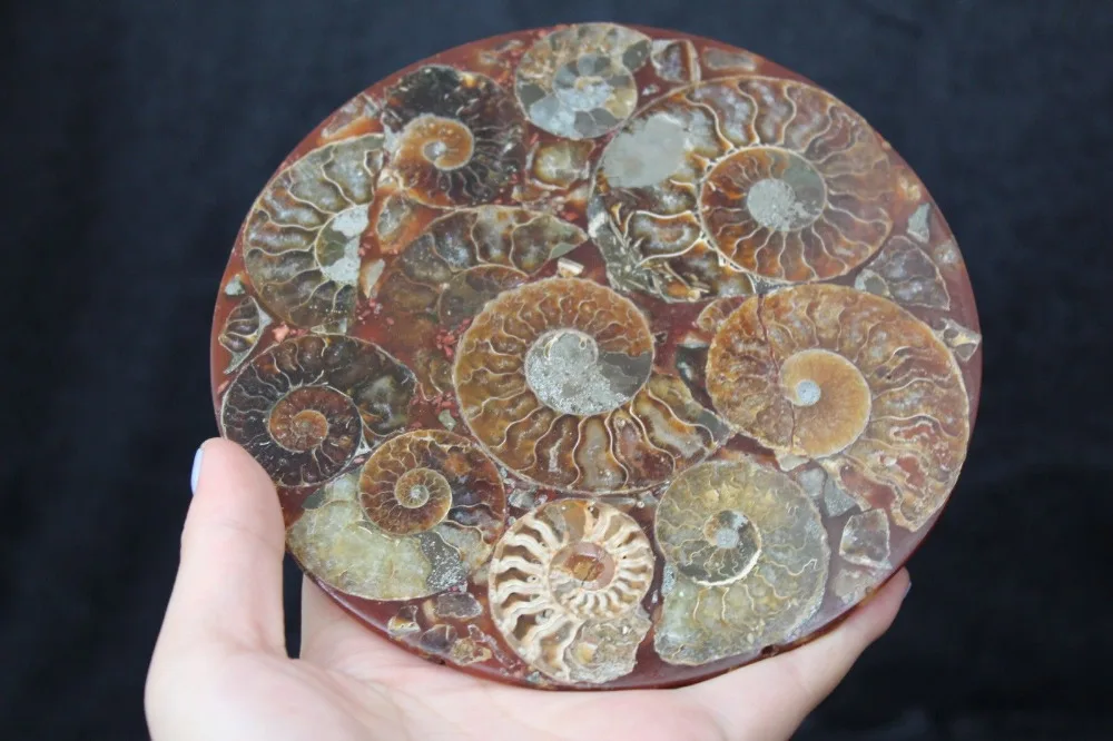 

UNIQUE beautiful Half Cut Ammonite Shell Fossil Disc Madagascar