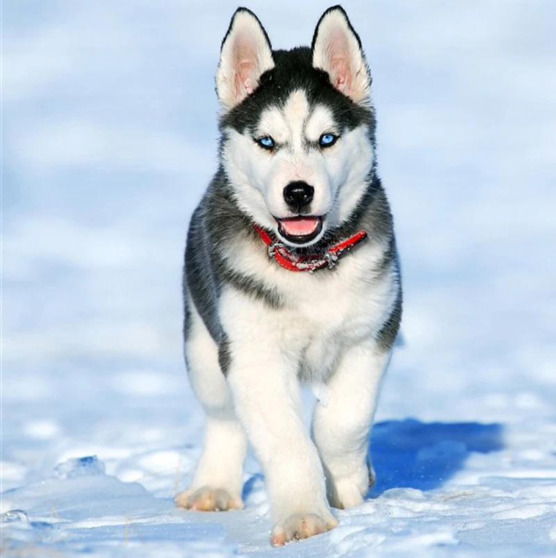 Majsterkowanie malowanie diamentowa haft krzyżykowy zwierząt pies mozaika kryształowa ciekawy zestaw husky haft obraz stras craft 2019 nowość