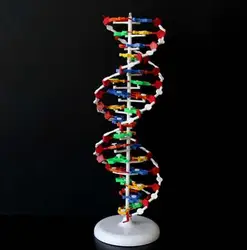 Biology genetic DNA Structure Model Double Helix teacing model