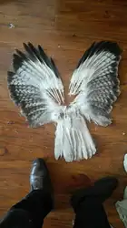 Wholesale perfect  58pcs  Rare  high quality natural Owl tail feathers 10-16inch/25-40cm  Decorative diy collection