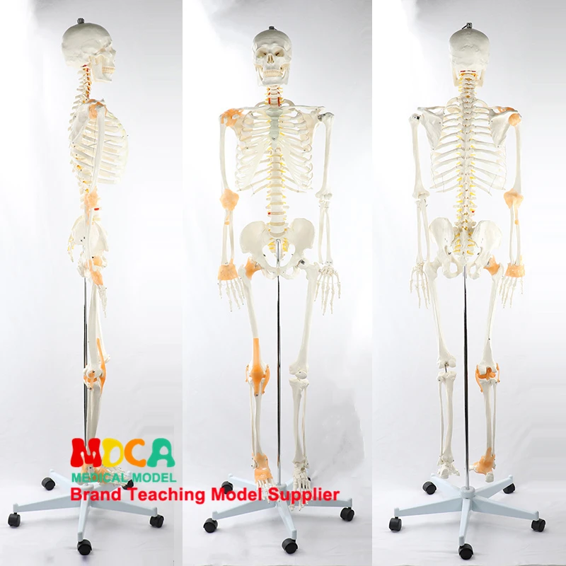 170CM Human Bone Model of Spinal Nerve Ligament Skeleton Yoga Medical Teaching MGG303