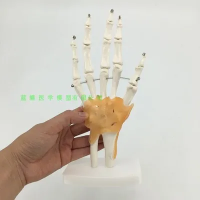 

1:1 Human hand joint model with ligaments Hand and foot surgical skeleton Medical teaching model