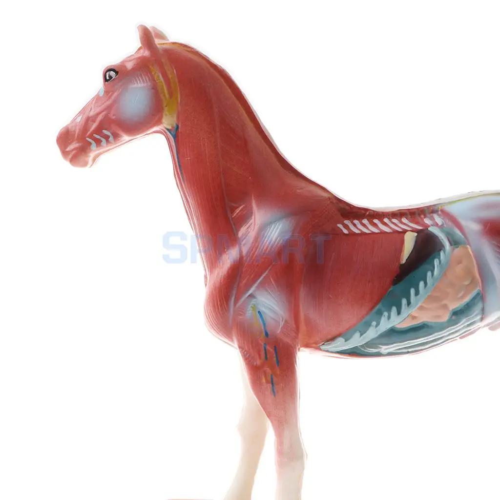 114 Acupuncture Points Horse Anatomical Model School Teaching Tool Lab Supplies Student Children Learning Toy