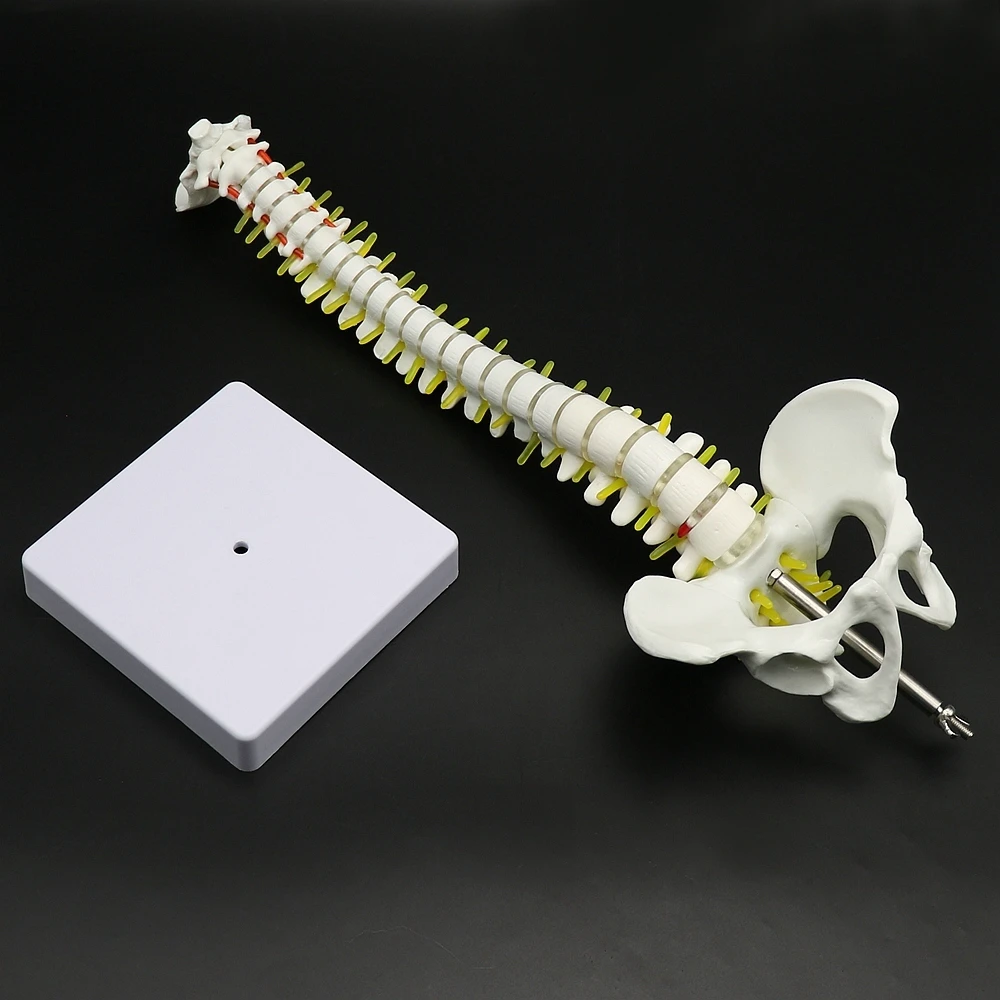 45CM Pelvic Human Anatomical Anatomy Spine Medical spinal column model Teaching Resources for medical students