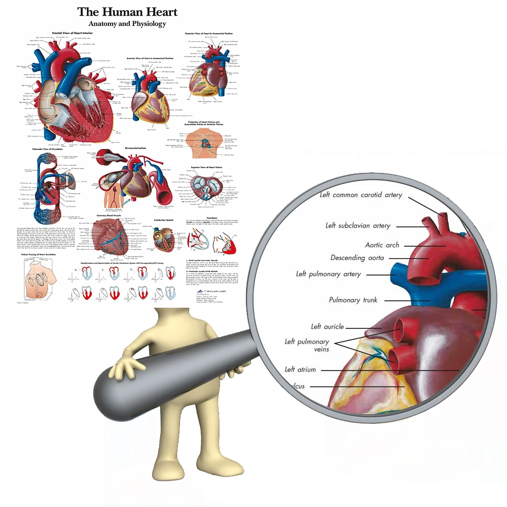 Human Heart Chart Anatomy Physiology Poster Map Canvas Painting Wall Pictures for Medical Education Doctors Office Classroom