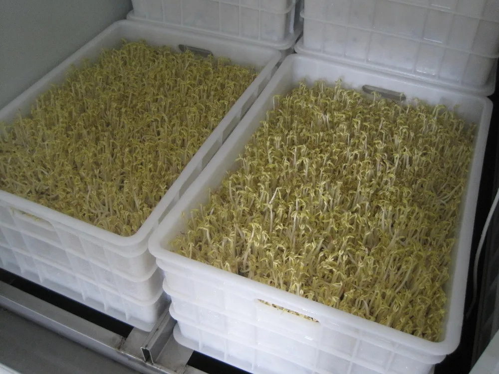 small capacity soybean sprouts making machine/ automatic mung bean sprout growing machine