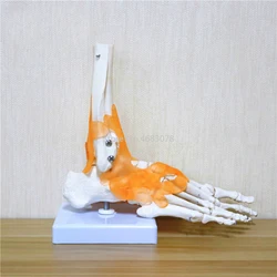 23x21x11cm Human 1:1 Skeleton Ligament Foot Ankle Joint Anatomi cal Anatomy Medical Teaching Model