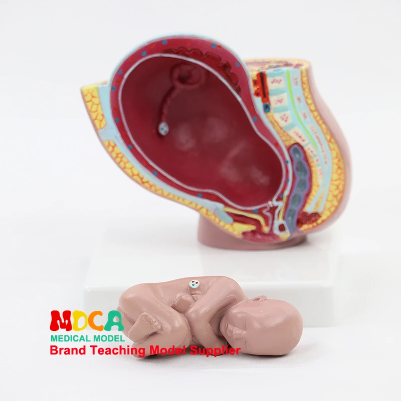 Embryonic Pelvic Model Fetus Pregnancy Anatomy of The Placenta, Life Size with Removable Organs Medical Anatomical Model