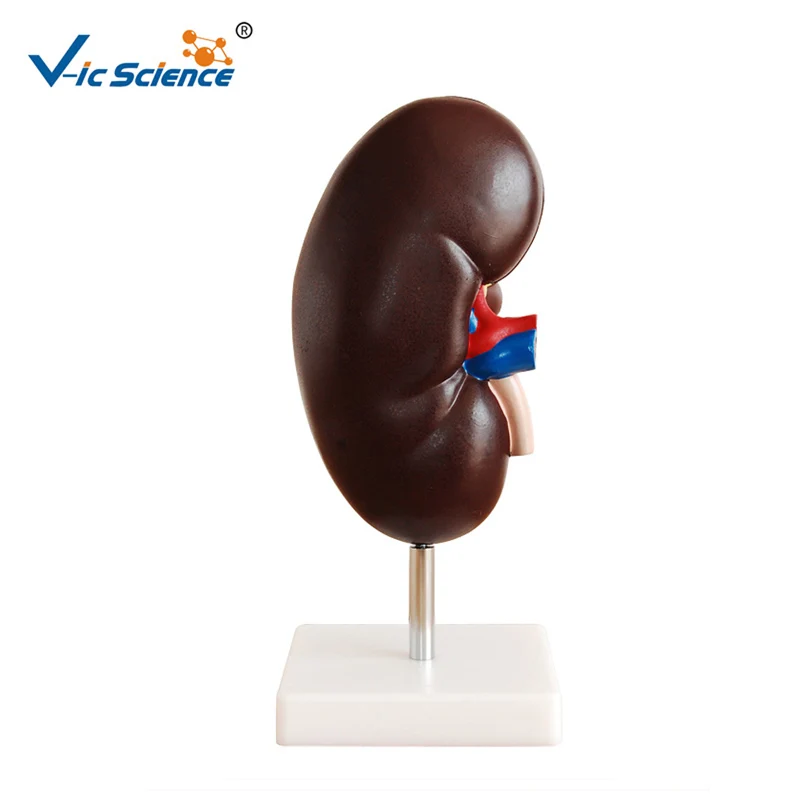 Medical Supplies Plastic Teaching Human Anatomical Kidney Model with Adrenal Gland for Students