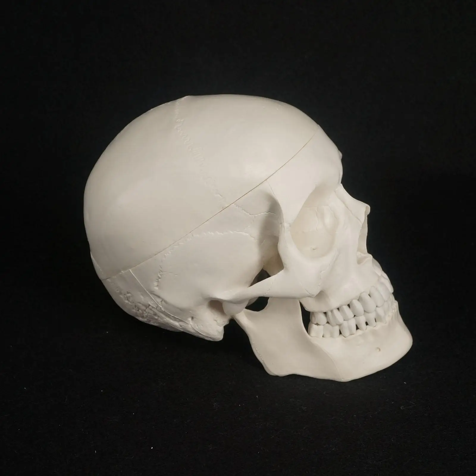 PVC Natural Life Size Human Skull Model High Simulation Anatomical Flexible For Medical Art painting Teaching