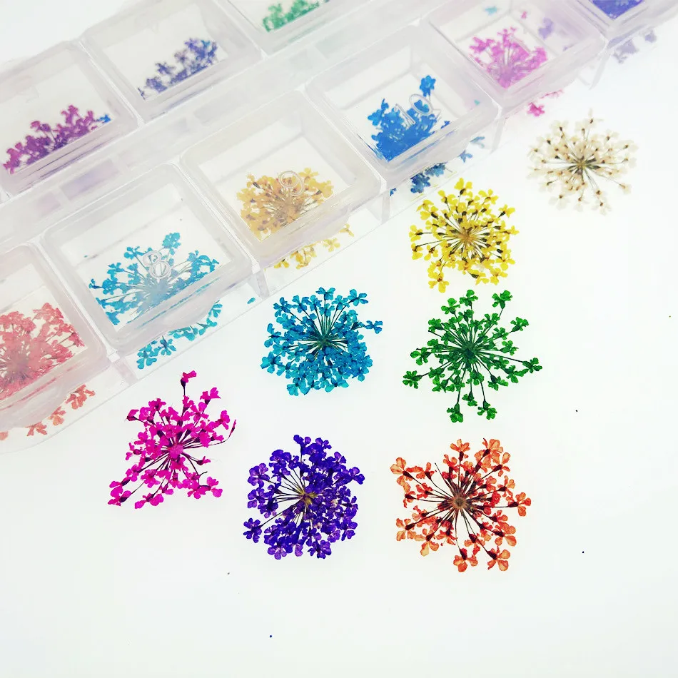 36pieces 1-2cm mini natural Gypsophila Pressed flower with plastic box packing Dried flowers glass globe filler DIY charms