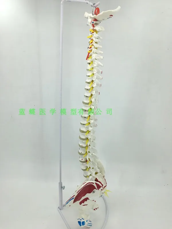 80cm Human spine model Spinal pelvis, femur muscle start and end points vertebral artery Disc herniated spinal nerve model