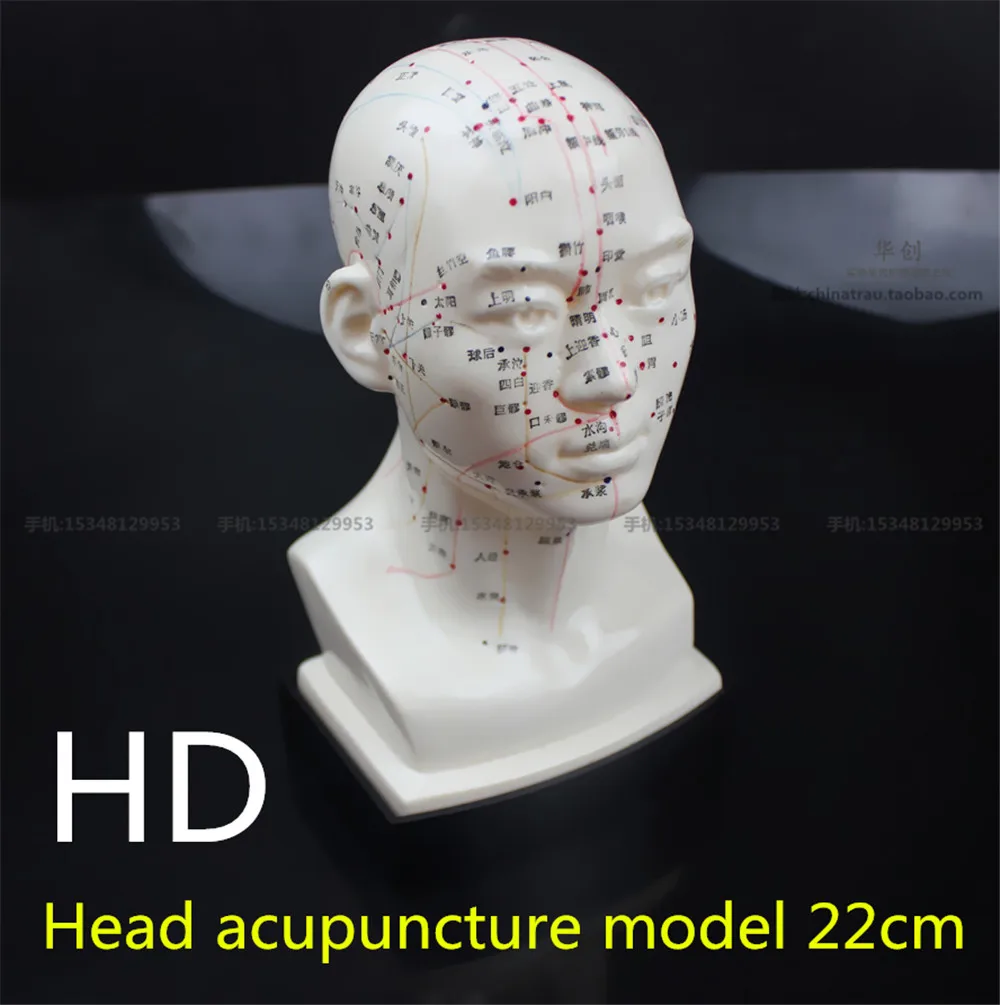 

medical Head acupuncture model 22cm high definition face Facial Acupoint Acupuncture point model Head acupuncture teaching model