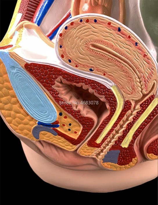 Sagittal Pelvic Anatomy Model Male And Female Male Reproductive Organ Reproductive System Uterus Medical Teaching Model