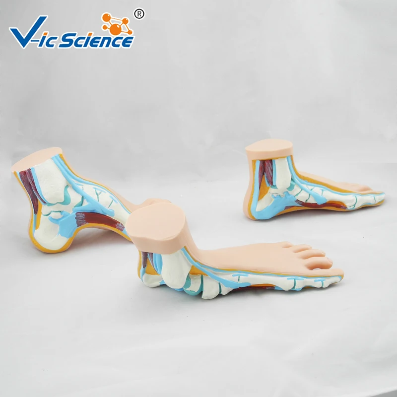 Foot Complete Set Anatomy Model Normal Flat Arched Foot Model