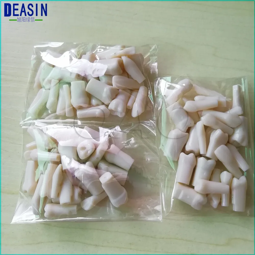 

28pc/set Permanent Teeth Models Full month Dental gift s Dental Tooth Preparation Model Tooth Teaching Model Tooth Grain