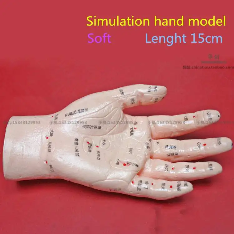 medical teaching HD Hand acupoint model finger acupuncture model palm massage hand model reflexology meridian acupoint reflex