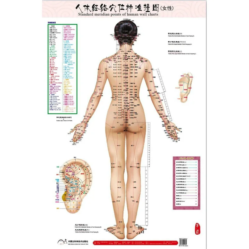 Hd Tweetalige Vrouwelijke Standaard Meridiaan Punten Van Menselijk Wandplaten 3X (Voorkant Back) chinese En Engels Voor Zelfzorg