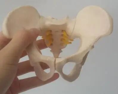 

Miniature pelvic bone model 13*9*9cm free shopping