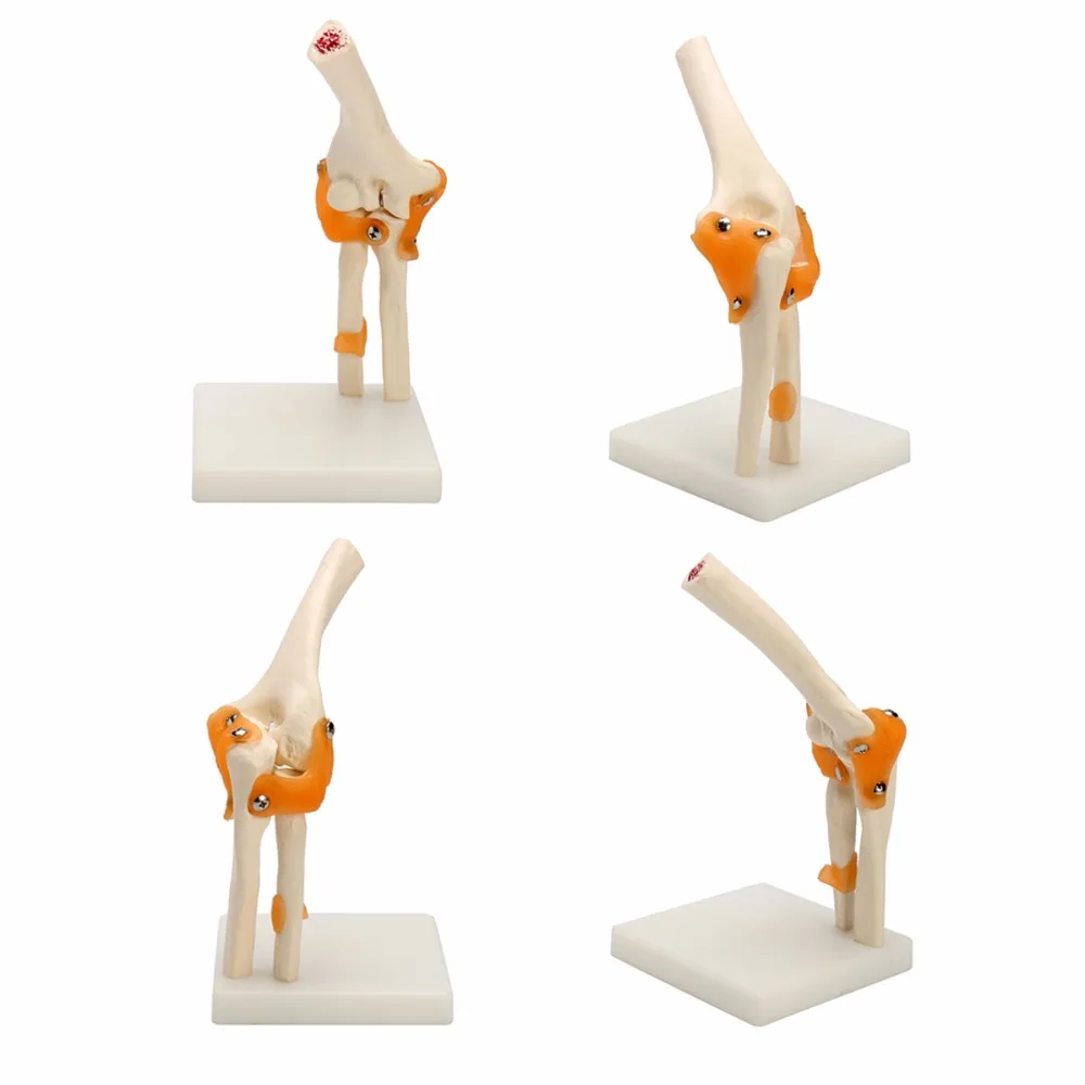 Human Elbow Joint Model Anatomical Anatomy Elbow Joint Medical Model Orthopedics