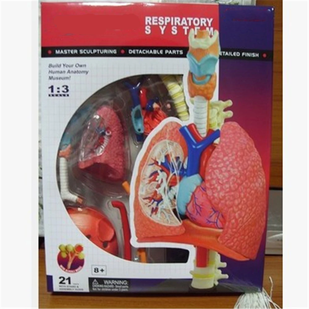 

Mini 1:3 Human lung assembly model Assembled Human Anatomy Model 21pcs Gift for Children