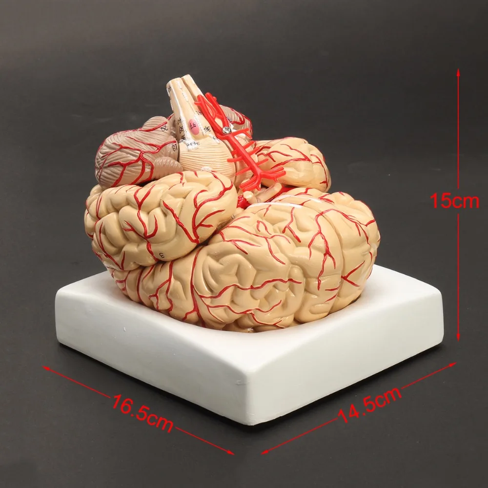 Human Life Size brain anatomy model Medical Set 8 Parts Budget Brain Arteries Model Anatomy 16.5x15x14.5cm