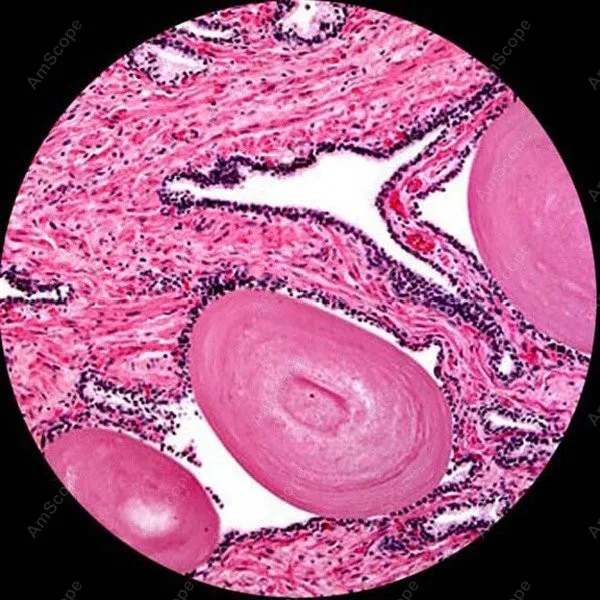 Imagem -06 - Amscope-microscópio Trinocular Composto Biológico Clínica Médica Veterinária Navio de Moscou 40x2500x