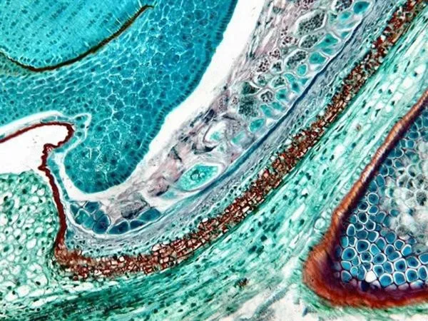 Binocular Compound Microscope--AmScope Supplies 40X-2000X Infinity Kohler Plan Achromatic Binocular Compound Microscope