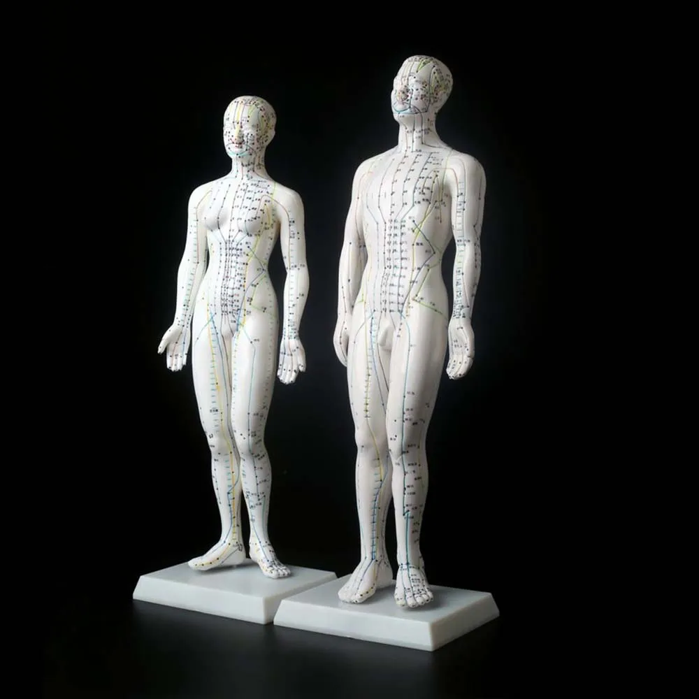 1Pc Meridian Model Human Acupuncture Meridian Points Model Male and Female Acupoint Model Medical Education Teaching Appliances