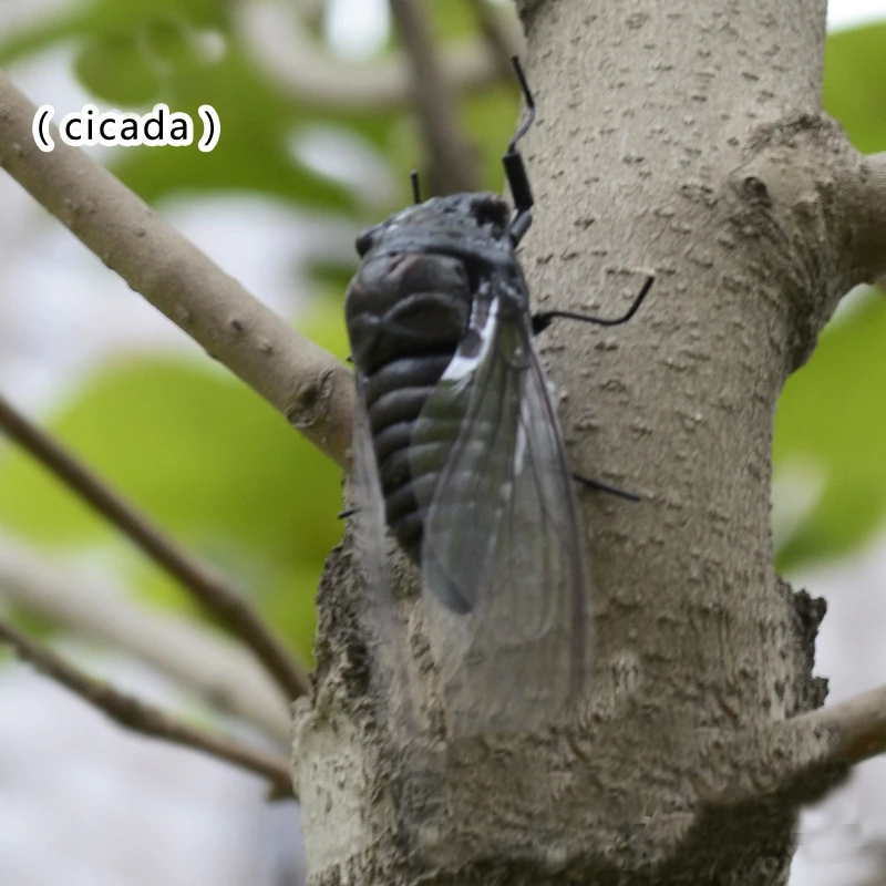 2pcs simulation cicadas Toys Special Lifelike Model Simulation Insect Toy nursery garden decoration fridge magnet