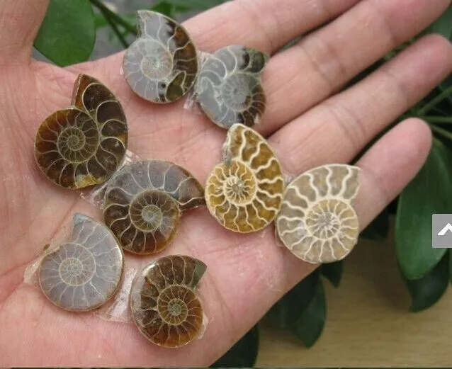 5Pair /A LOT Ammonite  Specimen Shell Healing