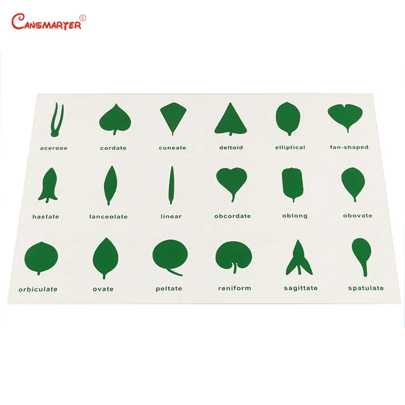 

Montessori Teaching Botany Leaf Cabinet Control Chart Card PVC Materials Children House Center Cards Set Educational Toy