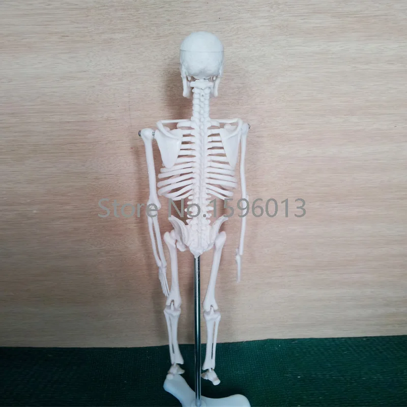 HOT  Mini Skeleton Model 42CM, Human Skeleton Model